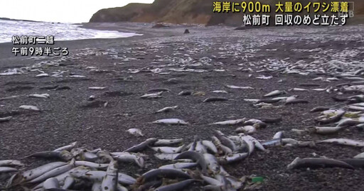 北海道大量沙丁魚屍沖上海岸！綿延近1公里 網擔心：地震前兆