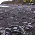 北海道大量沙丁魚屍沖上海岸！綿延近1公里 網擔心：地震前兆