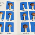 日網紅為鴻禧菇拍「畢業紀念冊」 影片瘋傳笑翻百萬人