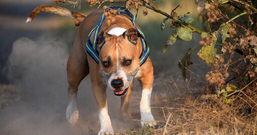 2隻比特犬活活咬死73歲嬤「肢解屍體」 家屬怒告…狗體內驗出毒品