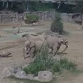 加州5.2地震驚擾動物園！成年非洲象「圍圈保護幼象」感人畫面曝