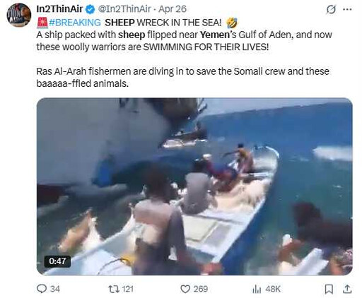2千隻羊海上漂浮!業主貪心超載釀貨船翻覆 上千隻等不到救援淪亡魂