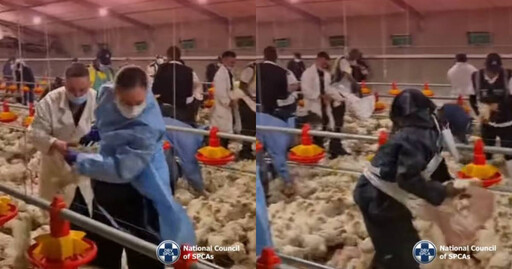 南非數十萬隻雞餓到「互相啃食」! 動保團體無奈執行安樂死