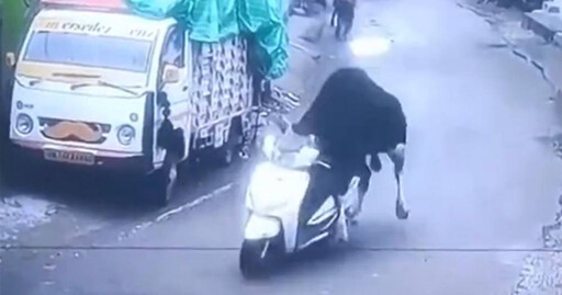路邊驚見公牛偷摩托車「騎上去」撞牆 獵奇畫面曝!網分析1可能