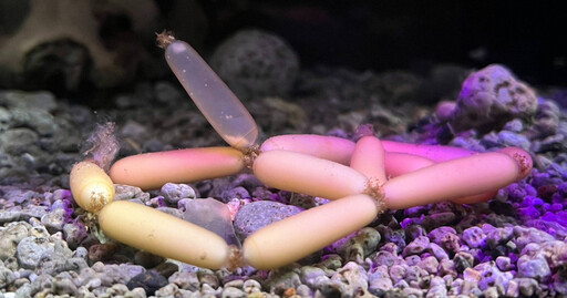 日本水族館驚現「深海小香腸」 飼養員揭真相:是罕見魚卵