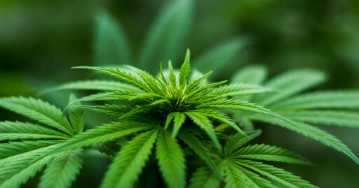 泰國擬限大麻為醫療專用 最快40天內上路