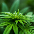 泰國擬限大麻為醫療專用 最快40天內上路