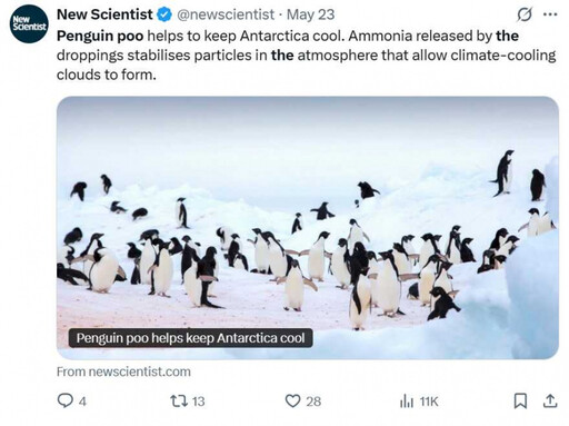企鵝糞便成氣候救星! 英研究揭驚人真相:釋放氨氣有助於抗暖化