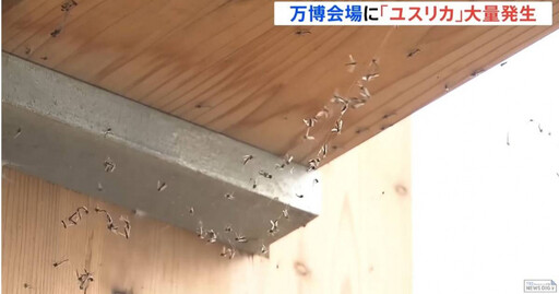 大阪世博「蚊蟲大軍」侵襲!店家自費百萬驅蟲 遊客崩潰:差點飛進眼睛