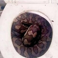 泰國男子上大號「遭3公尺巨蟒咬住生殖器」 下體爆血差點掛掉