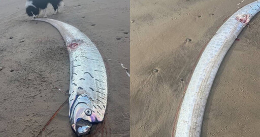 沙灘驚現罕見「2.7M巨型地震魚」 網憂：世界末日好像越來越近了