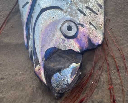 沙灘驚現罕見「2.7M巨型地震魚」 網憂:世界末日好像越來越近了