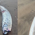 沙灘驚現罕見「2.7M巨型地震魚」 網憂：世界末日好像越來越近了