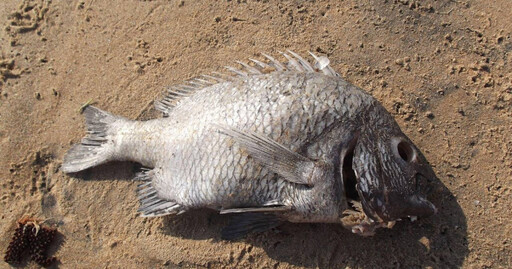 罕見病害她渾身「腐魚臭」！29歲媽不敢出門 童年遭霸凌、連親人葬禮也缺席