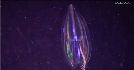 網紅捕捉極罕見海洋奇觀！科學家：80%深海生物具備「1神奇能力」
