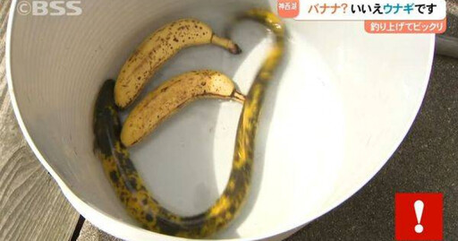 釣到80公分「巨型香蕉色鰻魚」 75歲翁喜喊:機率10萬分之1