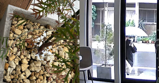 餐廳門口盆栽接連枯萎! 老闆一查竟是陌生婦用「這東西」下手:報警也沒用