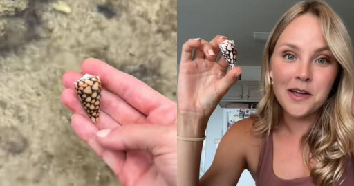 沖繩沙灘撿到漂亮貝殼! 她一查竟是劇毒「芋螺」嚴重恐致命