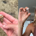 沖繩沙灘撿到漂亮貝殼！ 她一查竟是劇毒「芋螺」嚴重恐致命