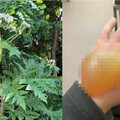 日本北海道驚見「世界第一猛毒植物」 誤觸慘況曝！嚴重恐失明