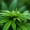 泰國擬重列大麻為管制藥品 將限醫療用途並須出示處方