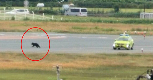 日本又傳熊出沒! 熊入侵山形機場、岩手熊躺高速公路「封閉路段近2小時」