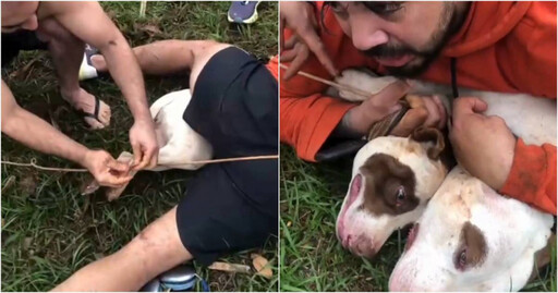 遭2比特犬襲擊!巴西泰拳教練街頭血戰5分鐘生還 驚魂未定喊:我以為自己會死在那