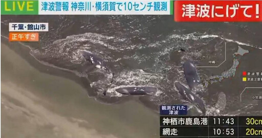 俄羅斯8.8強震引發海嘯!「4頭抹香鯨」擱淺日本海岸畫面曝