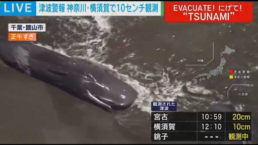 俄羅斯8.8強震引發海嘯!「4頭抹香鯨」擱淺日本海岸畫面曝