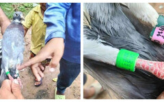 柬埔寨誤認賽鴿為間諜鳥 泰國網友群起嘲諷：還活在吳哥王朝？