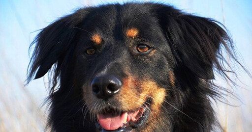 佛州5月大嬰兒遭家犬撕咬身亡 母親生日當晚外出用餐悲劇發生