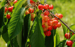 天災加川普政策重擊 美國密西根「櫻桃產區」陷存亡邊緣