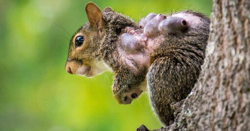 野外看到「腫瘤松鼠」別出手 動物救援中心解釋：蠅蛆寄生