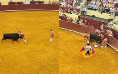 鬥牛場成驚悚奪命煉獄 葡萄牙22歲新人鬥牛士遭牛角重擊慘死