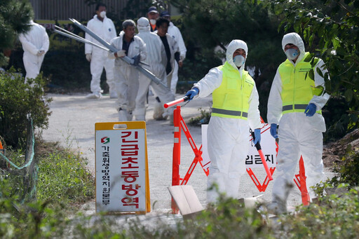 南韓爆非洲豬瘟！漣川養豬場撲殺847頭豬隻 全國拉警報「嚴重」級