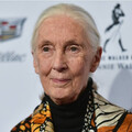 傳奇動物學家珍古德辭世！享耆壽91歲