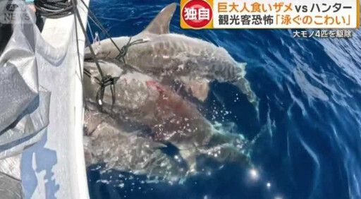 5公尺巨鯊被捕畫面曝光「肚藏數十幼鯊」！宮古島漁民陷搶魚危機 連觀光客都怕下水