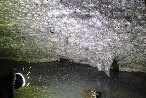 驚世奇觀！全球最大面積「蜘蛛網牆」曝光 11萬隻共同編織「以牠為食」