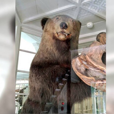 棕熊冬眠遭獵人吵醒！飢餓暴走「闖屋吞嬰」釀4死 札幌吃人熊下場曝