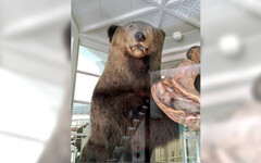 棕熊冬眠遭獵人吵醒！飢餓暴走「闖屋吞嬰」釀4死 札幌吃人熊下場曝