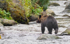日本秋田熊害失控！農地被毀、村民憂遭攻擊不敢出門：比新冠疫情恐怖