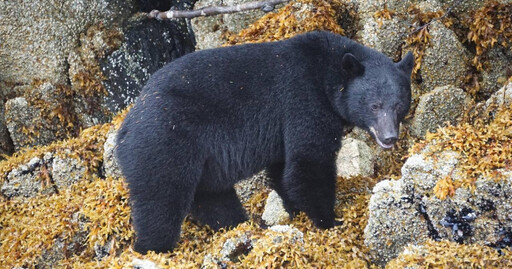 11歲男童躲避黑熊追殺衝進超商求救 驚悚畫面曝！差一步就變食物