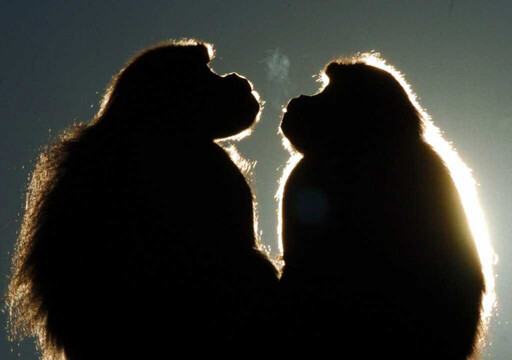 親吻不是人類專利！猴子北極熊和信天翁都在親 科學家證實：早在2150萬年前就開始了