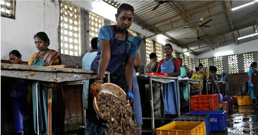 核廢水與大腸桿菌中選擇？日本剛被禁印度魚就來了 陸網友崩潰：我寧願餓死