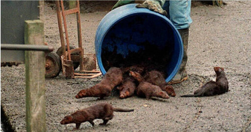 她是臥底也是妻子!女警滲透潛伏動保組織五年「假戲真做」 與監控對象相戀後閃婚隱居