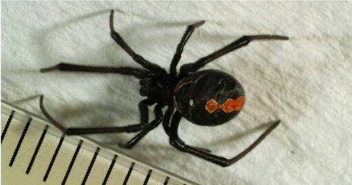 駐日美軍基地爆發「毒蜘蛛危機」!3個月現蹤921隻 連附近國小也遭殃