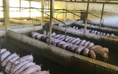 南韓非洲豬瘟蔓延禁運48小時 防疫警報升至最高「嚴重」等級