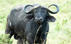 45歲男睡夢中「遭1公噸巨牛從屋頂墜下砸死」 媽痛喊：2歲時才與死神擦肩