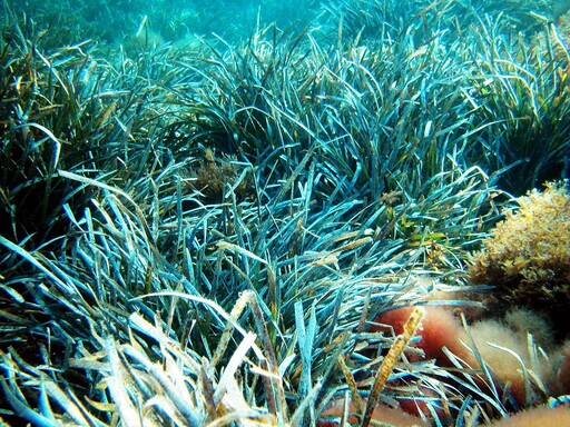 海草球中有奧秘 研究：地中海海草床每年「收集」近9億件塑膠垃圾