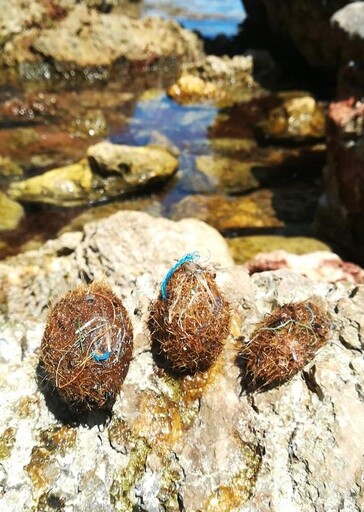 海草球中有奧秘 研究：地中海海草床每年「收集」近9億件塑膠垃圾